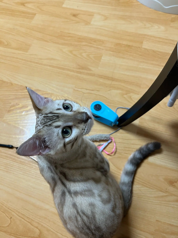 Interactive Cat Exercise Wheel